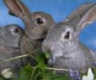 Три кроликов